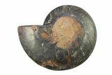 Cut & Polished Ammonite Fossil (Half) - Unusual Black Color #281424-1